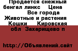 Продается снежный бенгал(линкс) › Цена ­ 25 000 - Все города Животные и растения » Кошки   . Кировская обл.,Захарищево п.